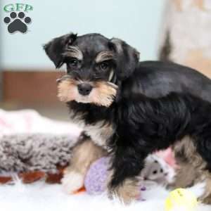 Noah, Miniature Schnauzer Puppy
